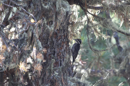 three-toed woodpecker.jpg