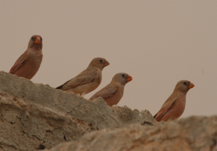 trumpeter finches.jpg