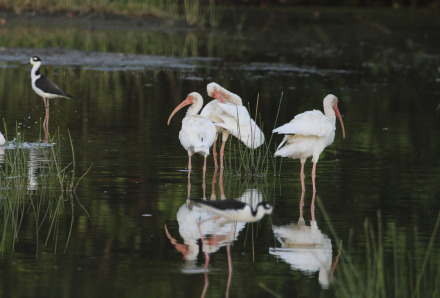 white ibis 2.jpg