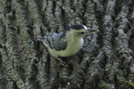 white-breasted nuthatch-8.jpg