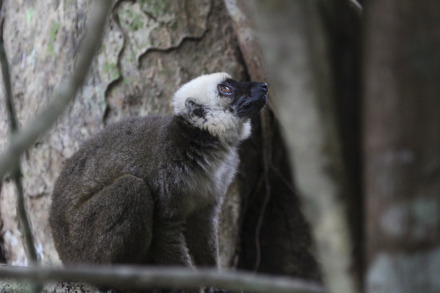 white-fronted lemur nosy mangabe 1 of 17.jpg