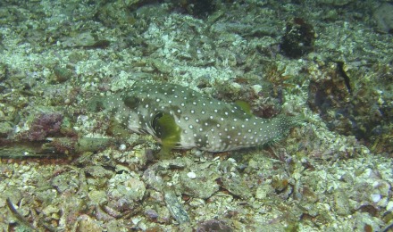 white-spotted puffer.jpg