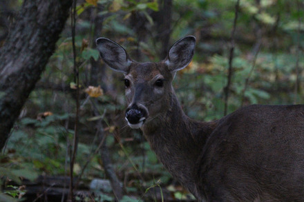 white-tailed deer 3 of 4.jpg