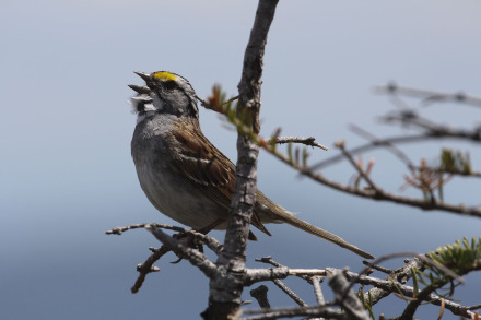 white-throated sparrow-6.jpg