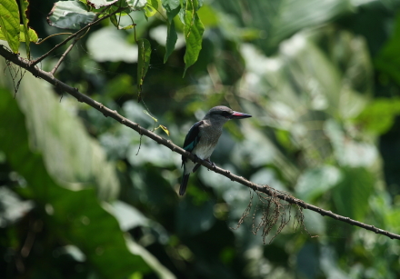 woodland kingfisher 3.jpg
