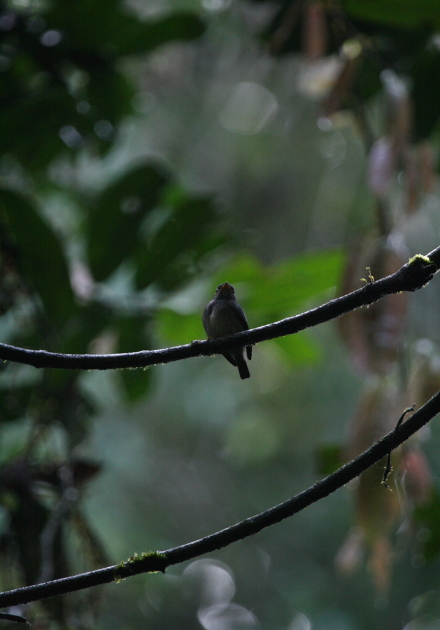 yellow-footed flycatcher.jpg